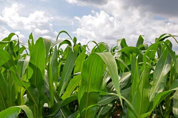 Energy and&nbsp;ethanol