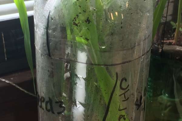 Ecology comes to life with eco‑columns