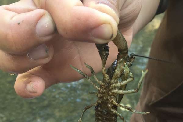 What are those critters in the&nbsp;water?